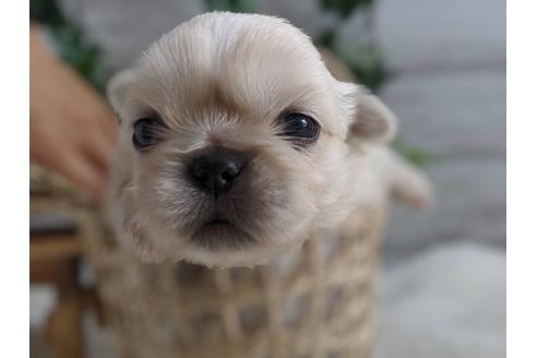 成約済の静岡県のペキニーズ-82621の2枚目