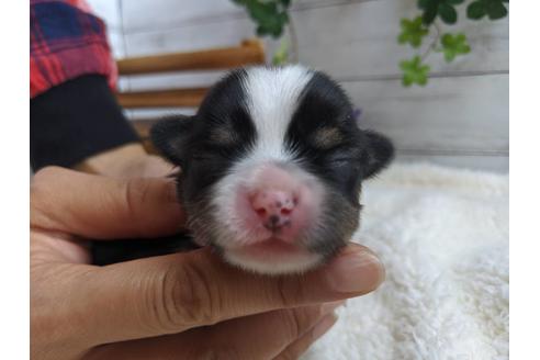 成約済の静岡県のチワワ(ロングコート)-82624の6枚目