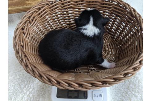 成約済の静岡県のチワワ(ロングコート)-82624の5枚目