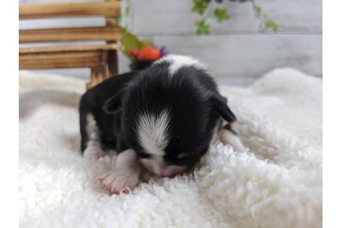 成約済の静岡県のチワワ(ロングコート)-82624の4枚目