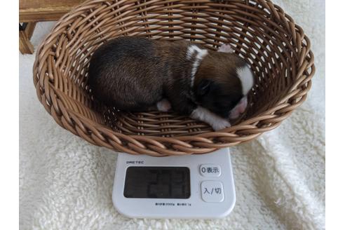 成約済の静岡県のチワワ(ロングコート)-82626の7枚目