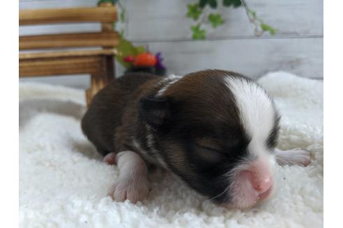 成約済の静岡県のチワワ(ロングコート)-82626の6枚目