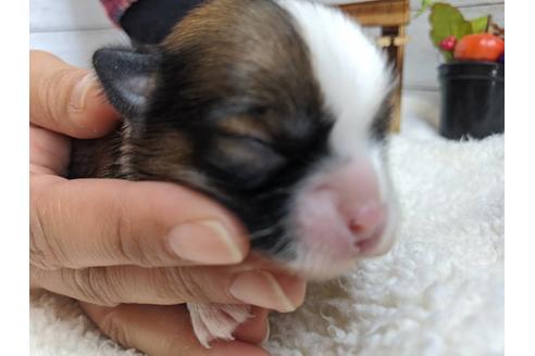 成約済の静岡県のチワワ(ロングコート)-82626の5枚目