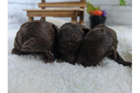 成約済の静岡県のトイプードル-82628の5枚目