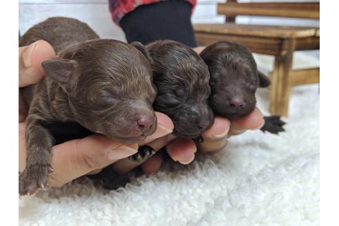 成約済の静岡県のトイプードル-82628の3枚目