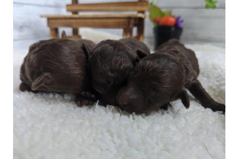 成約済の静岡県のトイプードル-82630の5枚目