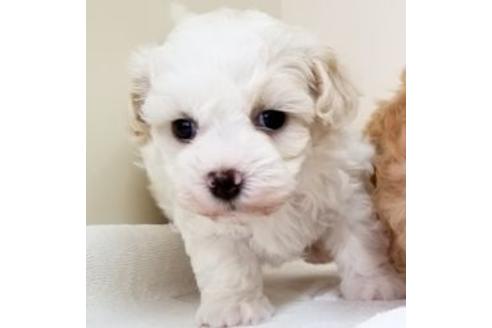 成約済の東京都のミックス犬-82644の1枚目