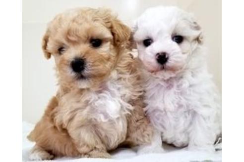 成約済の東京都のミックス犬-82644の3枚目