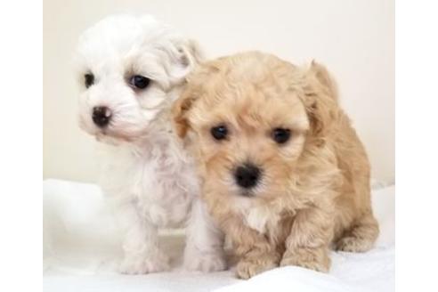 成約済の東京都のミックス犬-82644の2枚目