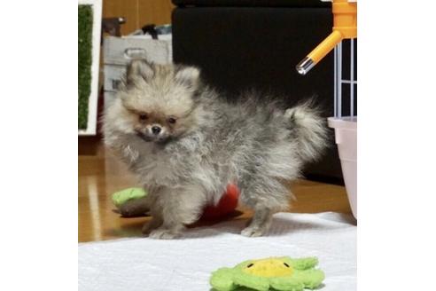 成約済の香川県のポメラニアン-82668の1枚目