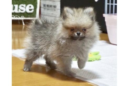 成約済の香川県のポメラニアン-82668の2枚目