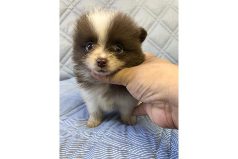 成約済の三重県のポメラニアン-81194の1枚目