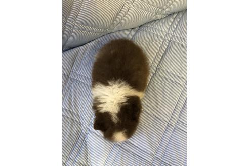 成約済の三重県のポメラニアン-81194の3枚目