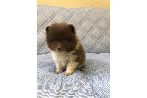 成約済の三重県のポメラニアン-81195の1枚目