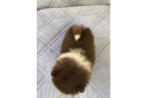 成約済の三重県のポメラニアン-81195の3枚目