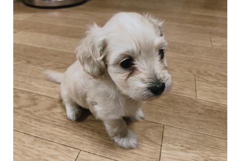 成約済の香川県のミックス犬-82016の1枚目