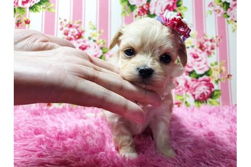 成約済の秋田県のチワプー:チワワ×トイプードル-81327の4枚目