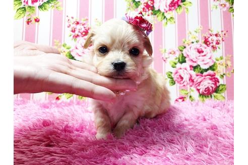 成約済の秋田県のチワプー:チワワ×トイプードル-81327の3枚目