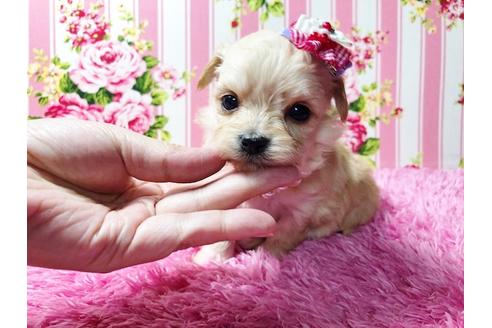 成約済の秋田県のチワプー:チワワ×トイプードル-81327の2枚目