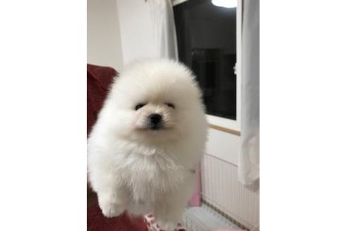 成約済の香川県のポメラニアン-82375の2枚目