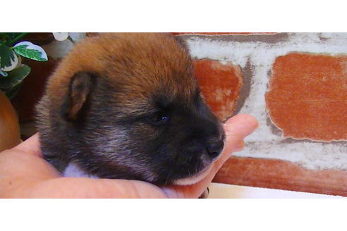 成約済の福岡県の豆柴-81901の6枚目