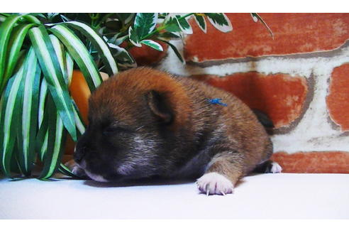 成約済の福岡県の豆柴-81901の5枚目