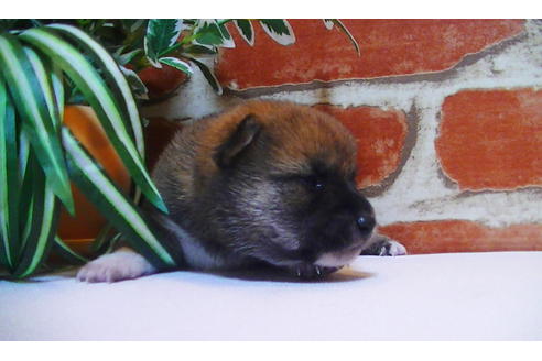 成約済の福岡県の豆柴-81901の4枚目