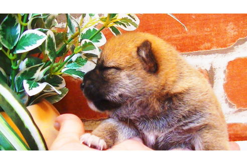 成約済の福岡県の豆柴-81900の7枚目