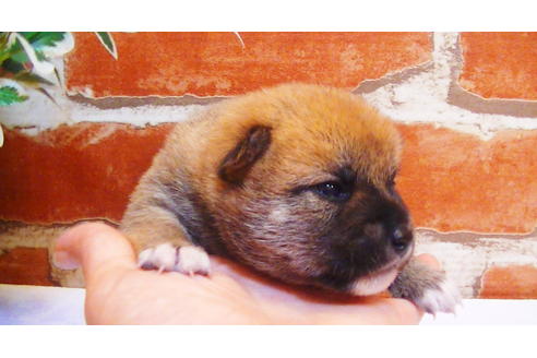 成約済の福岡県の豆柴-81900の6枚目