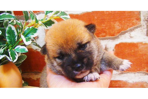 成約済の福岡県の豆柴-81900の5枚目