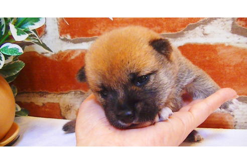 成約済の福岡県の豆柴-81900の4枚目