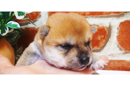 成約済の福岡県の豆柴-81902の8枚目