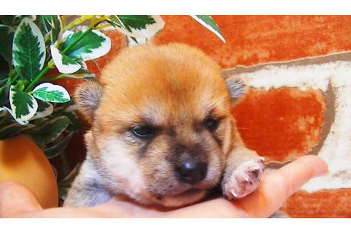 成約済の福岡県の豆柴-81902の7枚目