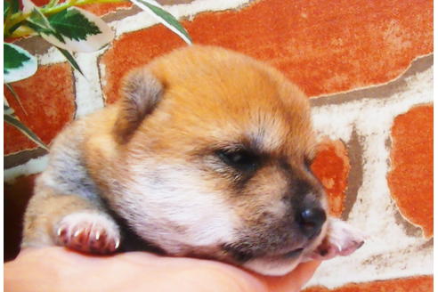 成約済の福岡県の豆柴-81902の6枚目