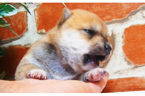 成約済の福岡県の豆柴-81902の5枚目