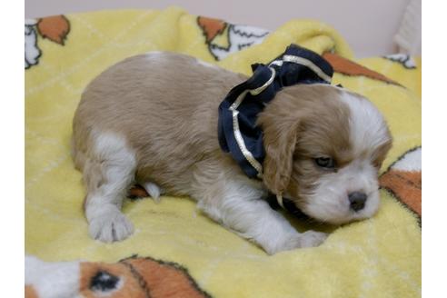成約済の埼玉県のキャバリアキングチャールズスパニエル-82732の16枚目