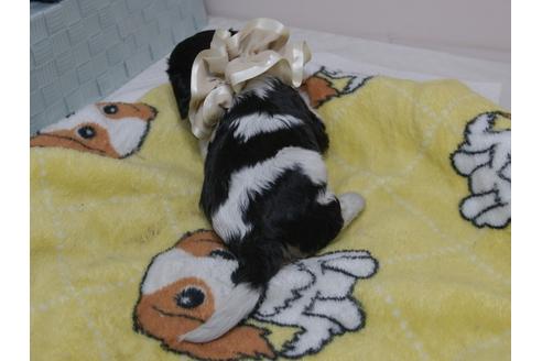 成約済の埼玉県のキャバリアキングチャールズスパニエル-82733の19枚目