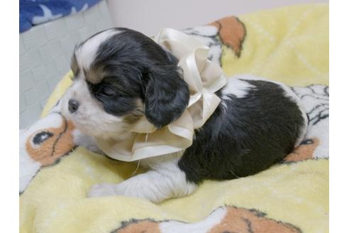 成約済の埼玉県のキャバリアキングチャールズスパニエル-82733の17枚目