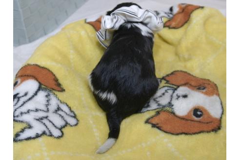 成約済の埼玉県のキャバリアキングチャールズスパニエル-82734の14枚目