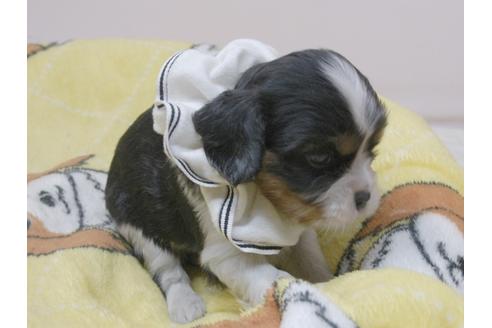 成約済の埼玉県のキャバリアキングチャールズスパニエル-82734の11枚目