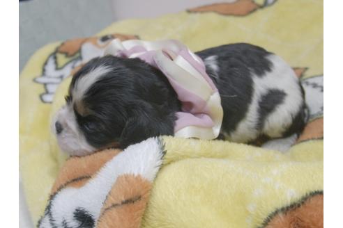 成約済の埼玉県のキャバリアキングチャールズスパニエル-82736の3枚目