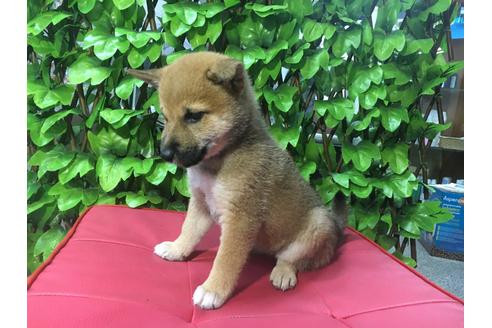 成約済の京都府の柴犬-82745の5枚目