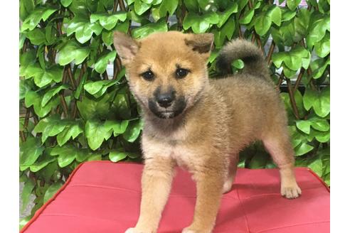 成約済の京都府の柴犬-82745の4枚目