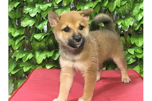 成約済の京都府の柴犬-82745の3枚目