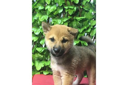 成約済の京都府の柴犬-82745の2枚目