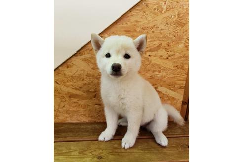 成約済の大阪府の柴犬-82812の1枚目