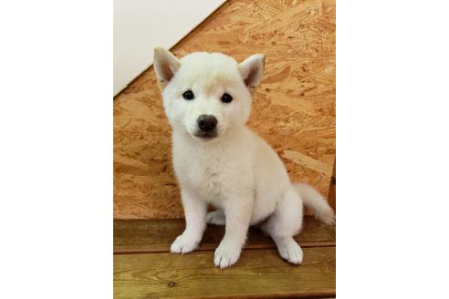 成約済の大阪府の柴犬-82812の6枚目