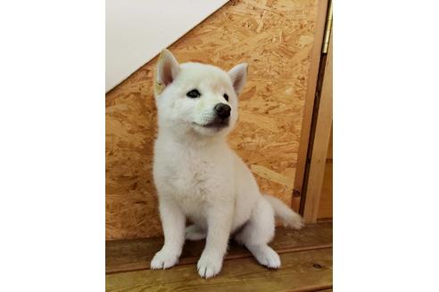 成約済の大阪府の柴犬-82812の5枚目