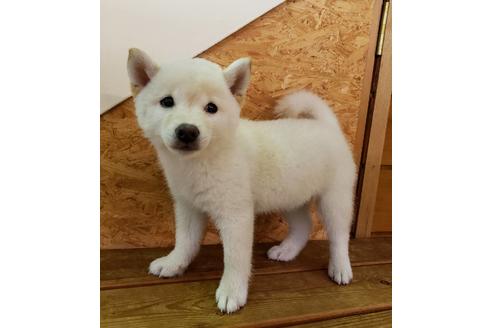 成約済の大阪府の柴犬-82812の4枚目