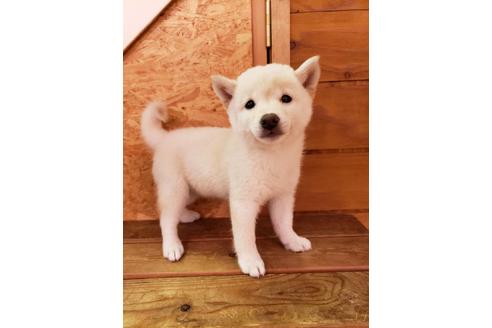 成約済の大阪府の柴犬-82812の3枚目